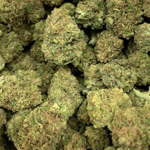 Jack's Dream (Epic Family Farms)
