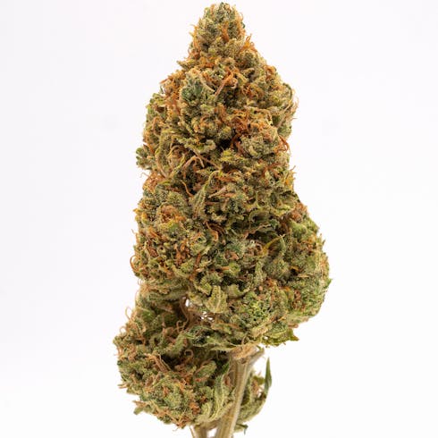 China Cat #5