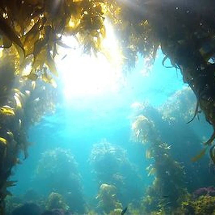 Seaweed Holistics