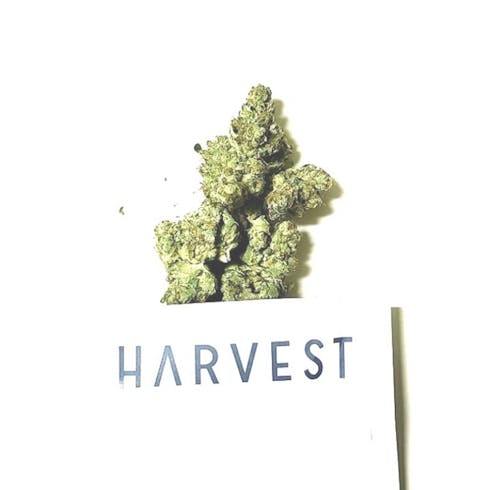 Harvest - Blue Dream