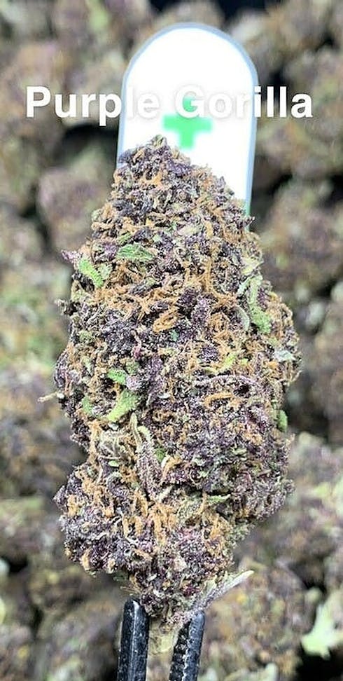 Purple Gorilla (Tax Included)