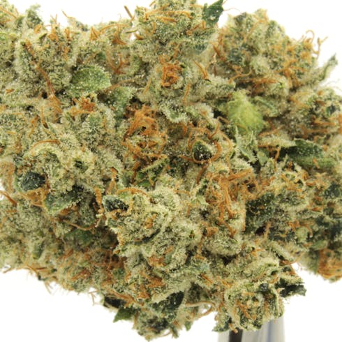BLACK TRIANGLE | EUGREEN