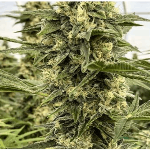 Gnome Grown - Black Betty (SHAKE)