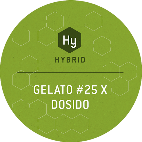 Gelato 25 X Dosidos by CULTA