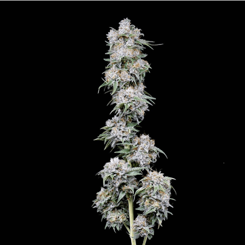 Black Cherry Soda by Alibi Cannabis
