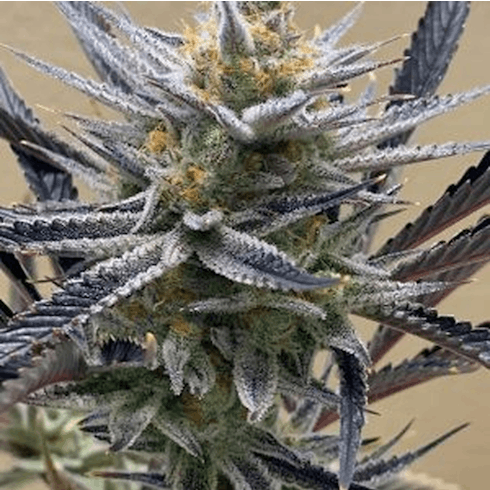 Slymer by Cloud 9 Farms