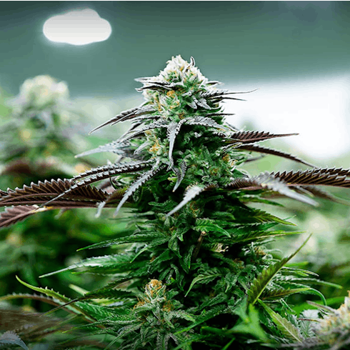 Noble: Flo by Cloud Cover Cannabis