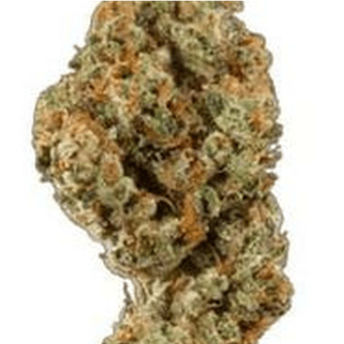 Mimosa