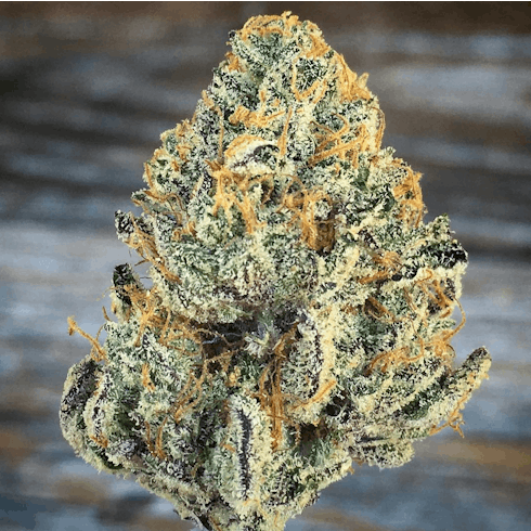 Wedding Cake by Fox Hollow Flora