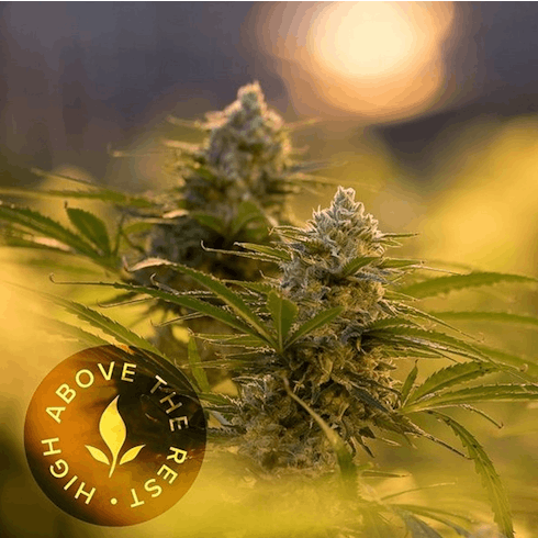 Mimosa by Urban Pharms