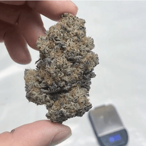 Obama Kush by Oregon Roots