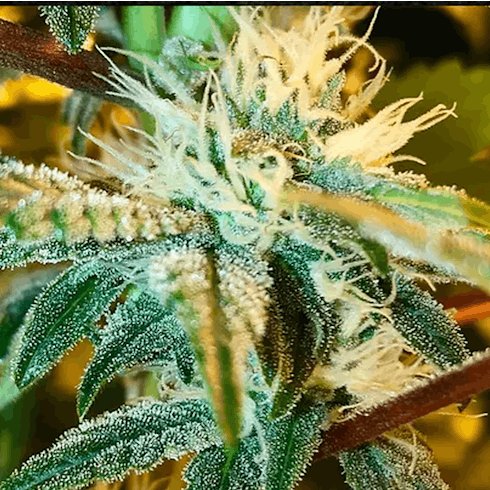 Pre '98 Bubba Kush