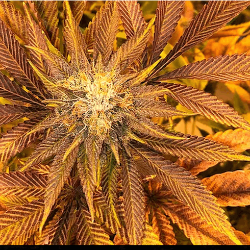 Dank Sinatra (Flower)
