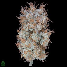 Fortissimo (Green Dot Flower) 1/8th (21.8-23.71%) $50