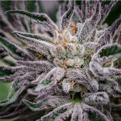 Ol' Mendo Hashplant by Kiona
