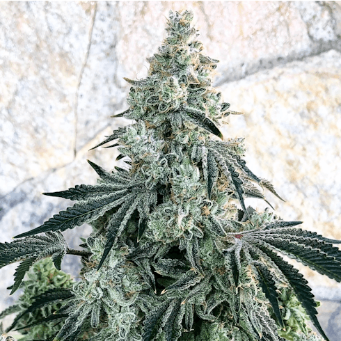 Bonkers by Exotic Genetix
