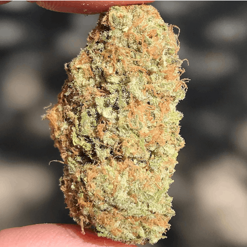 Cindy 99 (Oregon Roots)