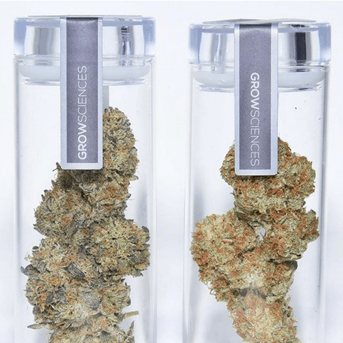ROMULAN