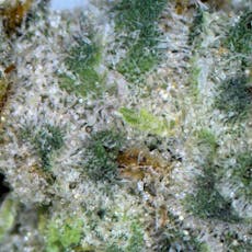 Platinum Kush Breath - (Loose)