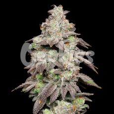 Fried Banana Feminized Cannabis Seeds