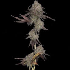 DNA Cake Feminized Cannabis Seeds