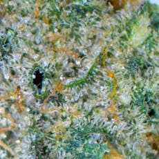 Wedding Cake - (Loose)