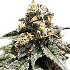 Purple Punch 3.5g Flower 21.25% THC by ALASKAbuds