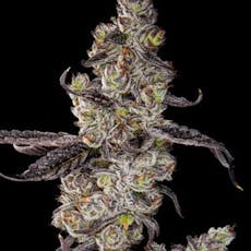 Mai Tai- Full Bud Oz 28g