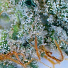 Lemon Cherry Gelato - (Loose)