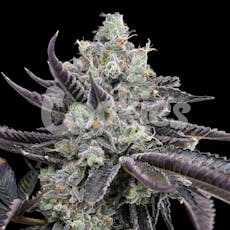 Tie Die Feminized Cannabis Seeds
