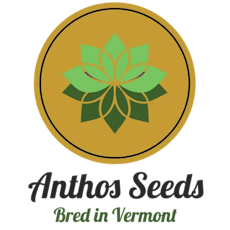 Anthromancer Seeds (6ct Feminized)