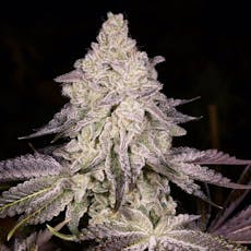 Swiss Watch- Full Bud oz 28g