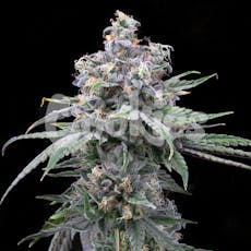 Pie Piss Feminized Cannabis Seeds