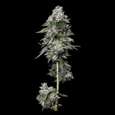 Kosher Kush Feminized Cannabis Seeds