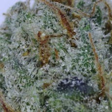 Lemonsickle - (Loose)