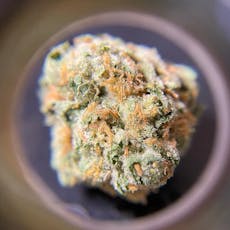 Crescendo #11 (Indica Dominant Hybrid) *NSM*