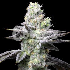 Wet Wet Feminized Cannabis Seeds