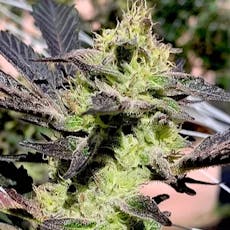 Variety of Seedlings