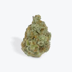 Golden goat