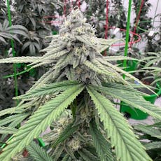 Snowcap Romance 26.91% THC 3.5g Flower