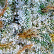 San Fernando Valley OG Flower