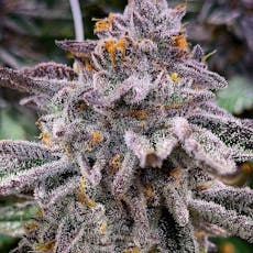 Pink Runtz Auto Feminized Cannabis Seeds