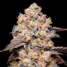 Dried Fruit Feminized Cannabis Seeds