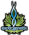 Runtz Live Resin by Exotic Genetix