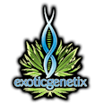 Falcon Berry Wax by Exotic Genetix