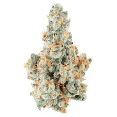 DECIBEL GARDENS - Miyazaki Mango Flower 3.5g