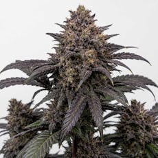 Platinum Farms 3.5g Black Maple Flower 31.82% H
