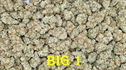 (H) Big 1 Deli by SCORPION GRASS