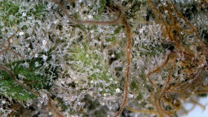 Raspberry Moon Cheese 14g