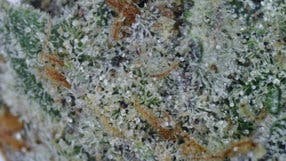 Black Cherry Flambe 3.5g